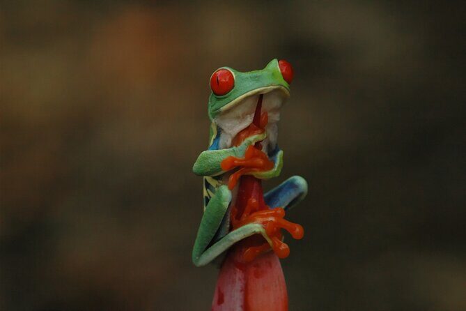 Rainforest Night Walking Tour (Private property) - Who Will Love This Tour?