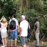 Rainforest Tours in St. Kitts - A Deep Dive into the Rainforest Tour Experience
