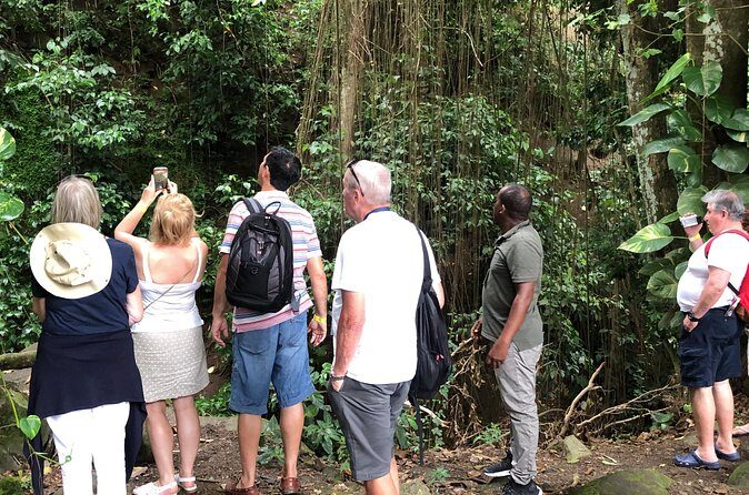 Rainforest Tours in St. Kitts - A Deep Dive into the Rainforest Tour Experience