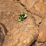 Rainmaker Hike and Hanging Bridges - Who Will Love This Tour?