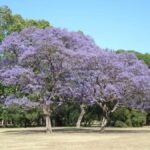 Recoleta: Landmarks and Elegance in Buenos Aires - A Detailed Look at the Recoleta Tour