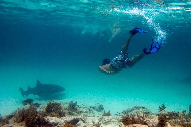 Reef Explorer Half Day Trip - Who Should Consider This Tour?