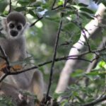 Regional Cruise in the Amazon - Who Will Love This Amazon Cruise?