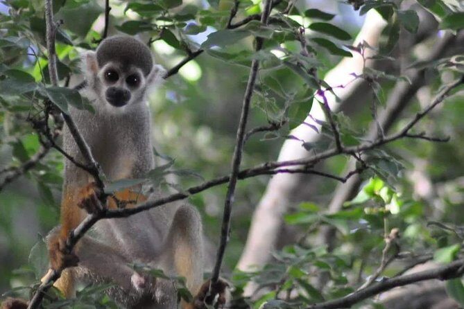 Regional Cruise in the Amazon - Who Will Love This Amazon Cruise?