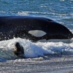 Regular Shore Excursion for Cruises to Valdes Peninsula - A Detailed Look at the Valdés Peninsula Tour