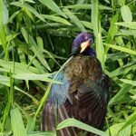 Relaxing Canoe Tour in Tortuguero - The Sum Up