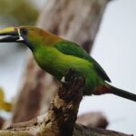 Resplendent Quetzal-Tucans- Tropical Birdwatching Tour Monteverde - FAQs