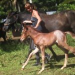 Ride Horses on the Beach - Total Value and Practical Considerations