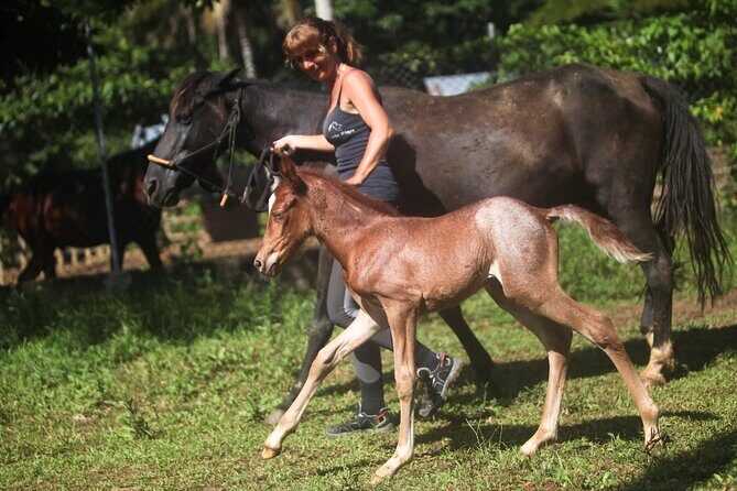 Ride Horses on the Beach - Total Value and Practical Considerations
