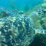 Rincon Snorkeling Adventure - The Itinerary in Detail