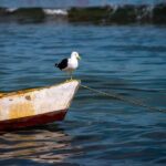 Rio: Buzios Day Trip with Boat Tour and Lunch - Authentic Experiences and Practical Tips