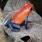 Rio Celeste and Sloth Sanctuary combo tour - Who Will Love This Tour?