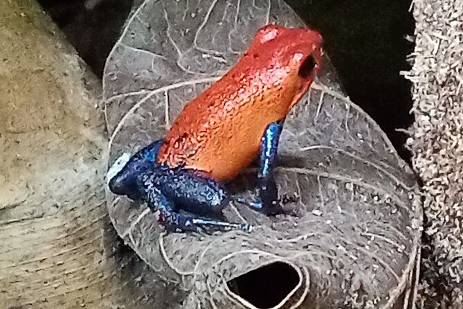 Rio Celeste and Sloth Sanctuary combo tour - Who Will Love This Tour?