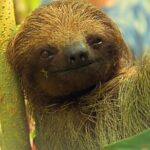 Rio Celeste Expedition  Sloths, Waterfalls & Nature's Magic - Authentic Encounters and Rich Biodiversity