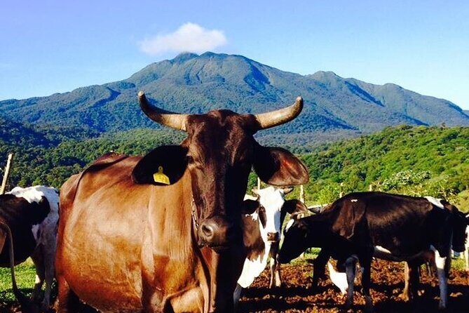 Rio Celeste Funny Milking & Farming Experience - Authenticity and Education Matter