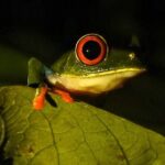 Rio Celeste Nature Night Walk - Who Should Consider This Tour?