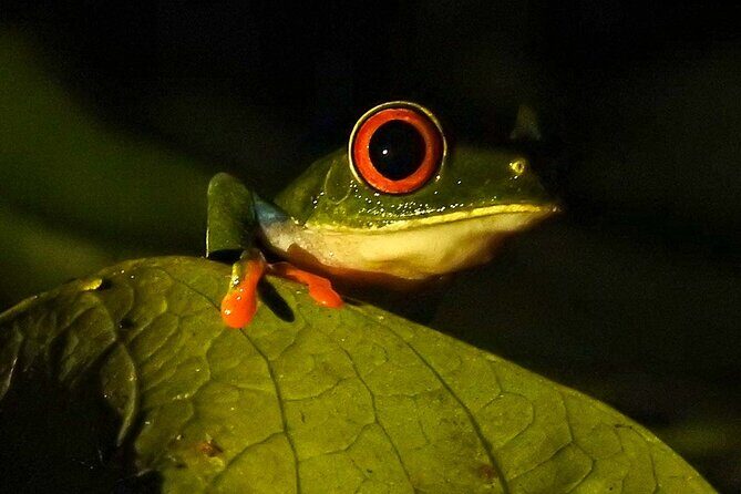 Rio Celeste Nature Night Walk - Who Should Consider This Tour?