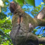 Rio Celeste Rain Forest Tour - Who Should Consider This Tour?