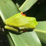 Rio Celeste Waterfall and Sloth Sanctuary Experience - A Detailed Review of the Rio Celeste Waterfall and Sloth Sanctuary Tour