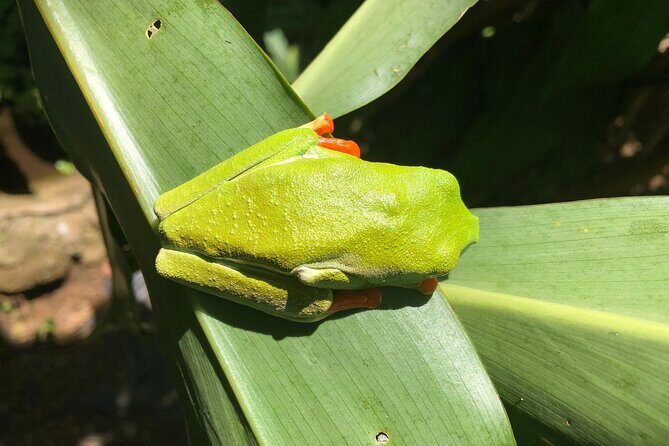 Rio Celeste Waterfall and Sloth Sanctuary Experience - A Detailed Review of the Rio Celeste Waterfall and Sloth Sanctuary Tour