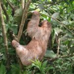 Rio Celeste Waterfall and Sloth watching Tour - Final Thoughts on the Rio Celeste Waterfall and Sloth Watching Tour