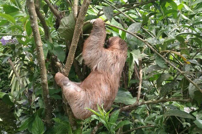 Rio Celeste Waterfall and Sloth watching Tour - Final Thoughts on the Rio Celeste Waterfall and Sloth Watching Tour