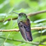 Rio Celeste Waterfall Hiking - Llanos Del Cortes waterfall & sloth observatory - Final Thoughts