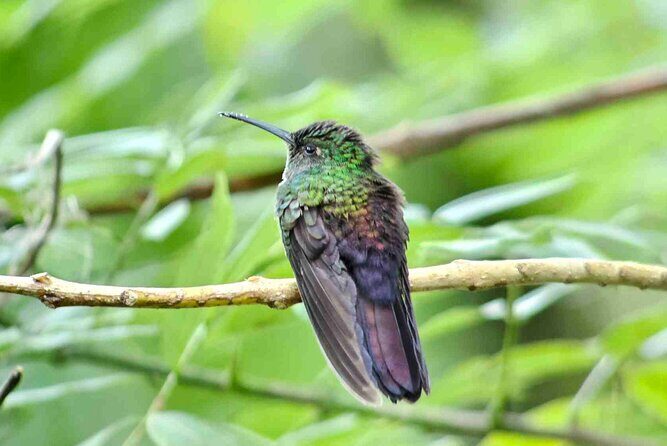 Rio Celeste Waterfall Hiking - Llanos Del Cortes waterfall & sloth observatory - Final Thoughts