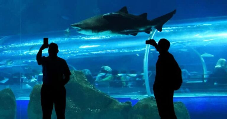Rio de Janeiro: Marine Aquarium Entry Tickets - Practical Tips for Visiting AquaRio