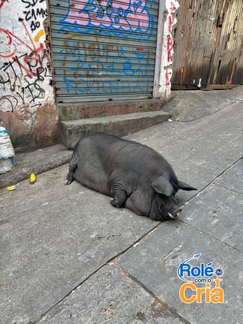 Rio de Janeiro: Rocinha Favela guided tour - A Detailed Look at the Rocinha Favela Guided Tour