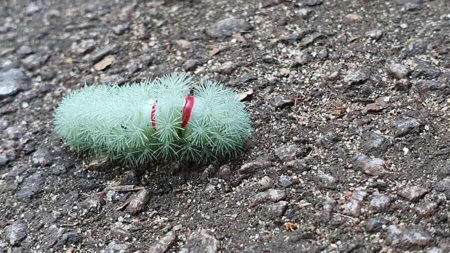 Rio de Janeiro: Tijuca Forest Waterfall of Souls Hike - Who Should Consider This Tour?