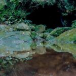 Rio: Half-Day Jeep Tour at Floresta da Tijuca - A Closer Look at the Tour Experience