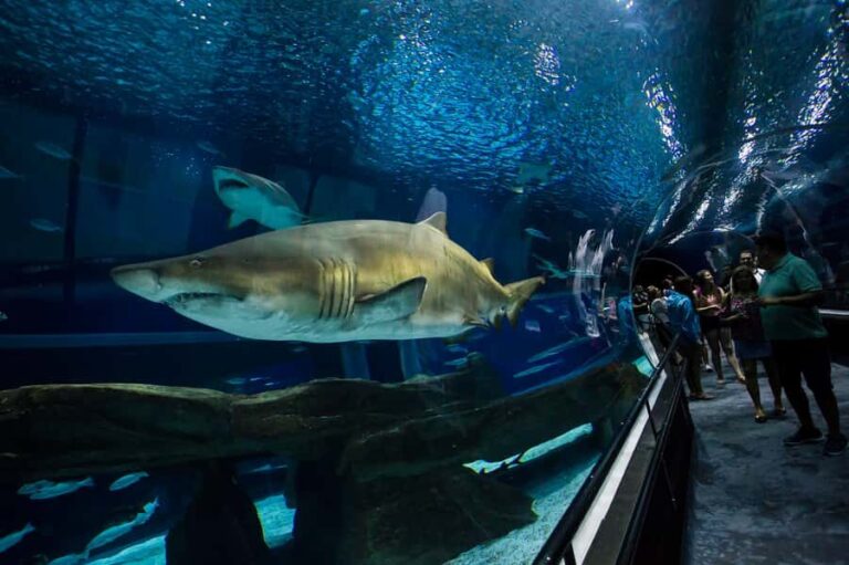 Rio: Olympic Boulevard, AquaRio and Museum of Tomorrow Tour - FAQs