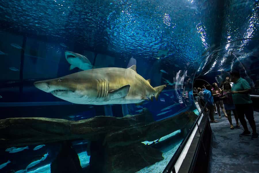 Rio: Olympic Boulevard, AquaRio and Museum of Tomorrow Tour - FAQs