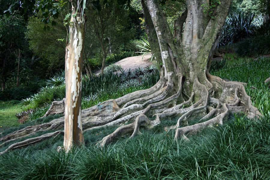 Rio: Sitio Burle Marx and Cachaça Distillery Private Tour - FAQ