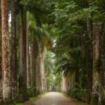 Rios Green Treasures: Tijuca Forest & Jardim Botânico Tour - A Closer Look: What to Expect from This Tour