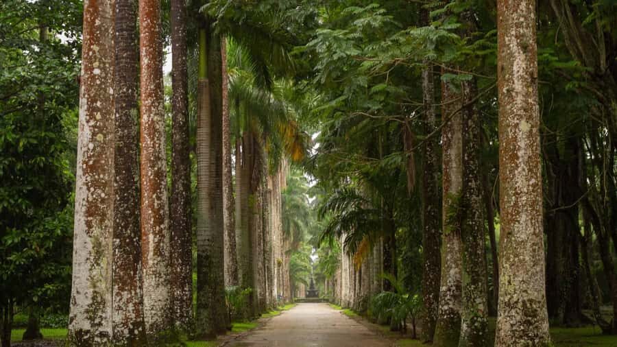 Rios Green Treasures: Tijuca Forest & Jardim Botânico Tour - A Closer Look: What to Expect from This Tour