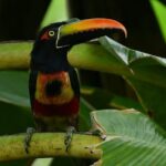 River and Mangrove Tour in Sierpe - Why This Tour Is a Great Choice