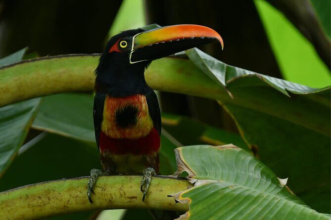 River and Mangrove Tour in Sierpe - Why This Tour Is a Great Choice