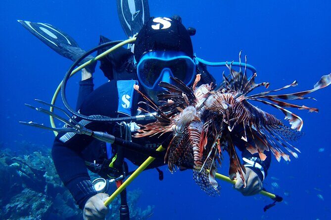 Roatan 2 Dive Scuba Adventure for Certified Divers - Exploring the Roatan 2 Dive Scuba Adventure