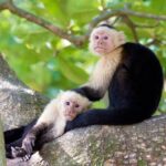 Roatan Canopy Zip Line and Beach Escape - Final Thoughts