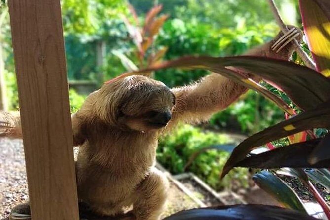 Roatan Day Combo - The Sum Up: The Best of Roatan in a Nutshell