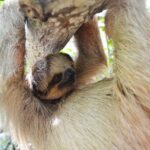 Roatan Drift Snorkel and Monkey/Sloth Sanctuary Tour - A Detailed Look at the Roatan Drift Snorkel and Animal Sanctuary Tour