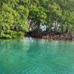 Roatan Eastern Odyssey Mangroves Tunnel , ATV and Beach - Frequently Asked Questions (FAQs)