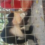 Roatan Excursion: Beach Break/ Plus Sloth Park and Snorkel Adventure - An In-Depth Review of the Roatan Excursion