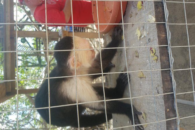 Roatan Excursion: Beach Break/ Plus Sloth Park and Snorkel Adventure - An In-Depth Review of the Roatan Excursion