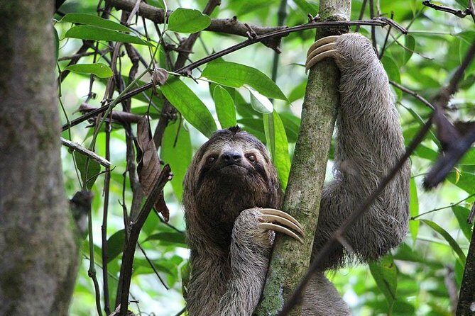 Roatan Excursion: Zip-Line with Sloths park - A Detailed Look at the Roatan Zip-Line & Sloth Experience