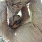 Roatan Iguana Park and Monkey/Sloth park Sanctuary and Beach Stop - A Deep Dive Into the Roatan Wildlife and Beach Tour