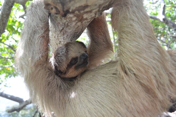 Roatan Iguana Park and Monkey/Sloth park Sanctuary and Beach Stop - A Deep Dive Into the Roatan Wildlife and Beach Tour