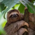 Roatán Island Tour: Sloth & Monkey Park, Rum, and Chocolate - Detailed Review: Why This Tour is a Great Pick
